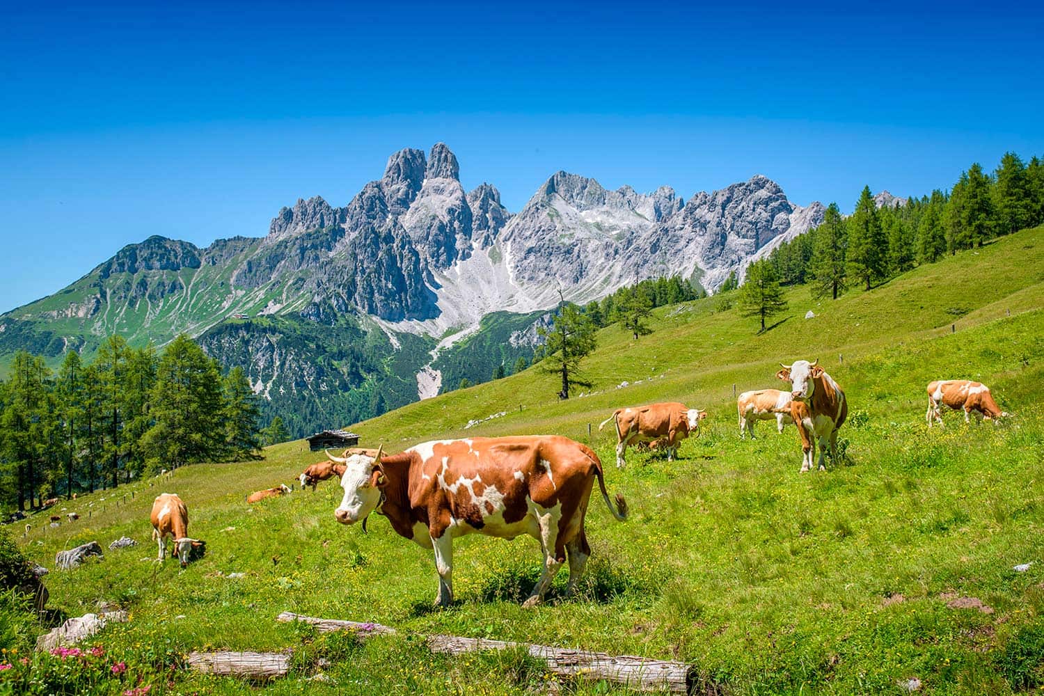 Sommerurlaub im Gästehaus in den Bergen